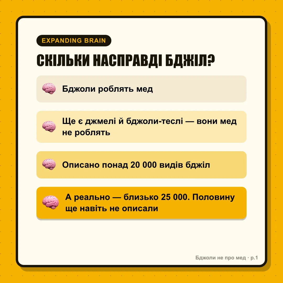 Expanding brain: 1 (маленький мозок): «Бджоли роблять мед» 2: «Ще є джмелі й бджоли-теслі, вони мед не роблять» 3: «Описано понад 20 000 видів бджіл» 4 (космічний вибух): «А реальне число, за оцінкою 2026, — ближче до 25 000. Просто половину ще не описали»