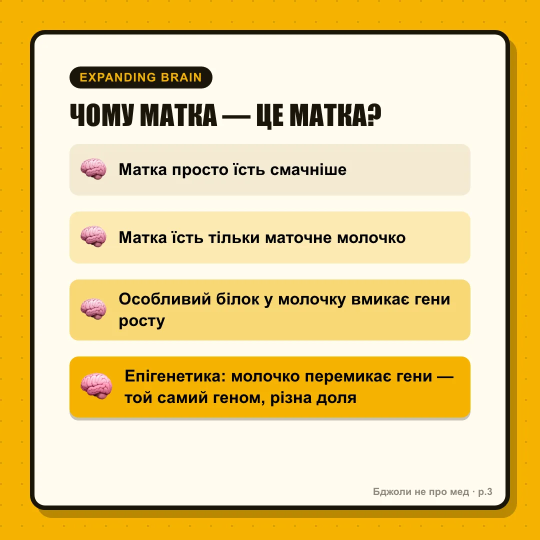 Expanding brain: 1: «Матка просто їсть смачніше» 2: «Матка їсть тільки маточне молочко» 3: «Особливий білок вмикає гени росту» 4 (галактика): «Це епігенетика: молочко перемикає метилювання ДНК — той самий геном, різна доля»