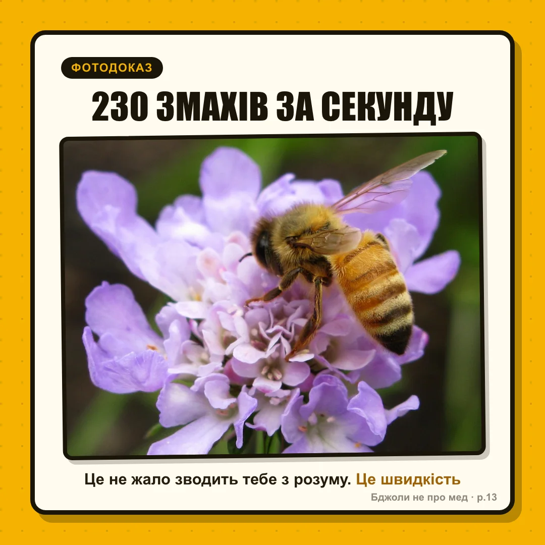 Фотодоказ: «Скільки разів бджола змахує крилами ЗА ОДНУ секунду» 230 Це й є той звук на пікніку, що зводить з розуму. Не жало. Просто дуже швидка робота крил.