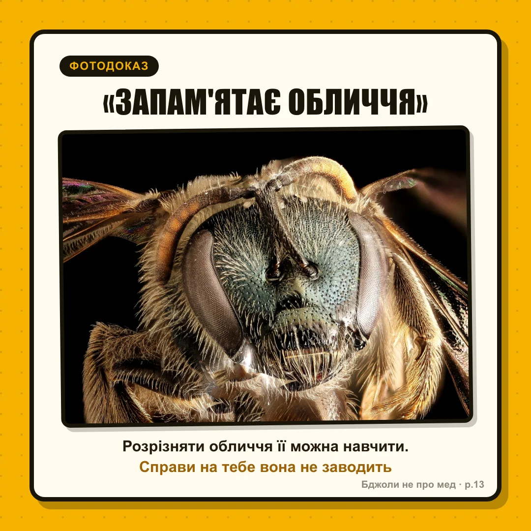 Фотодоказ: ЩО ПИШУТЬ В ІНТЕРНЕТІ: «Бджоли запам'ятовують обличчя! Скривдиш вулик — знайде і помститься» ЩО КАЖЕ НАУКА: «У лабораторії бджіл можна НАВЧИТИ розрізняти обличчя — за винагороду. Особистої справи на тебе вона не заводить»